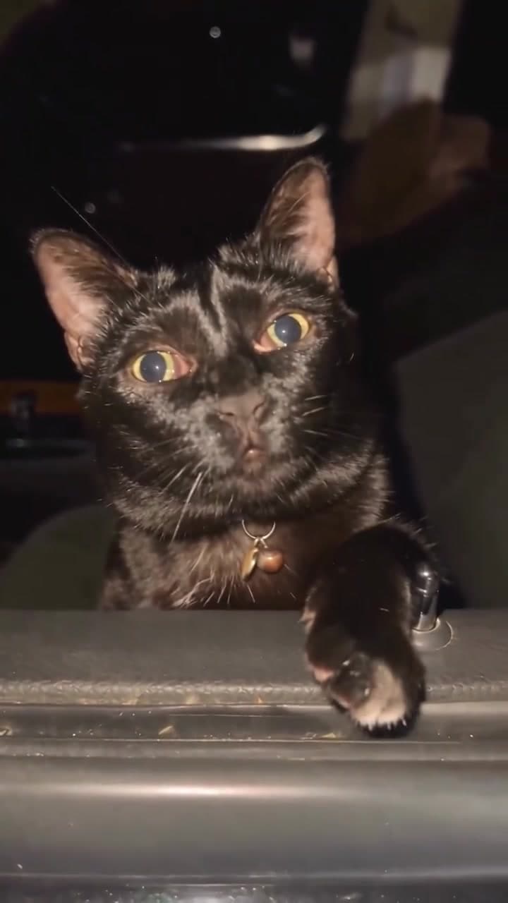 A versão do gato preto