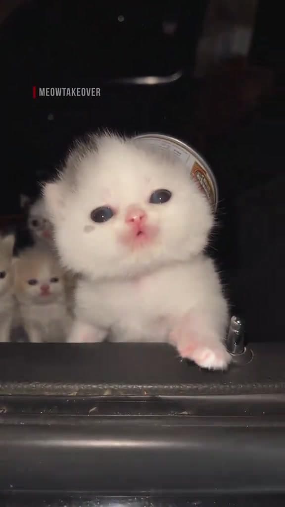 The white-kitten version